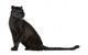 Black Leopard (6 years) Wall Decal
