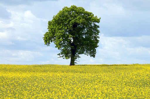 Rape Tree Wall Decal