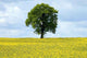 Rape Tree Wall Decal