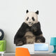 Giant Panda 18 Months - Ailuropoda Melanoleuca Wall Decal