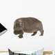 Hippopotamus - Hippopotamus amphibius ( 30 years) Wall Decal