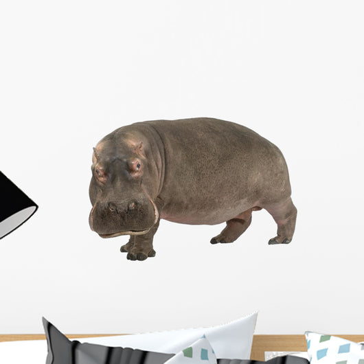 Hippopotamus - Hippopotamus amphibius ( 30 years) Wall Decal