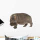 Hippopotamus - Hippopotamus amphibius ( 30 years) Wall Decal