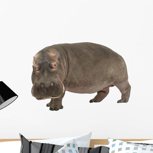 Hippopotamus - Hippopotamus amphibius ( 30 years) Wall Decal