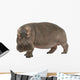 Hippopotamus - Hippopotamus amphibius ( 30 years) Wall Decal