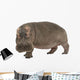 Hippopotamus - Hippopotamus amphibius ( 30 years) Wall Decal