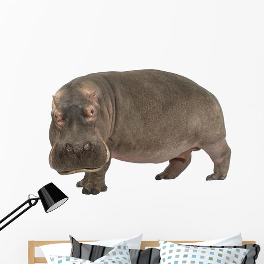 Hippopotamus - Hippopotamus amphibius ( 30 years) Wall Decal