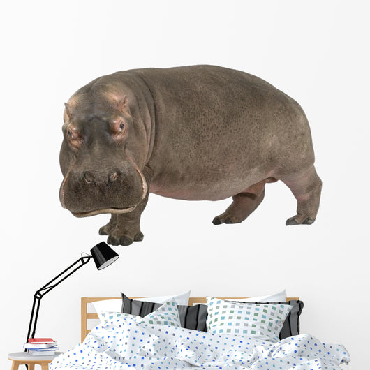 Hippopotamus - Hippopotamus amphibius ( 30 years) Wall Decal