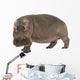Hippopotamus - Hippopotamus amphibius ( 30 years) Wall Decal