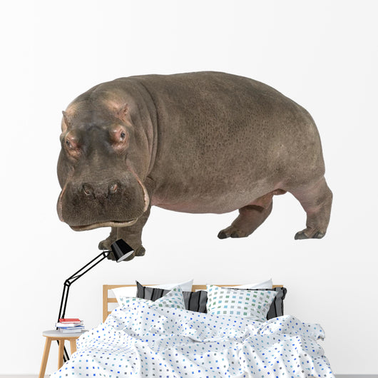 Hippopotamus - Hippopotamus amphibius ( 30 years) Wall Decal