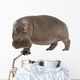 Hippopotamus - Hippopotamus amphibius ( 30 years) Wall Decal