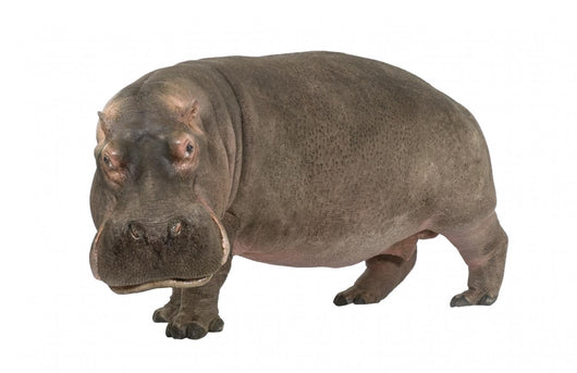 Hippopotamus - Hippopotamus amphibius ( 30 years) Wall Decal