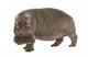 Hippopotamus - Hippopotamus amphibius ( 30 years) Wall Decal