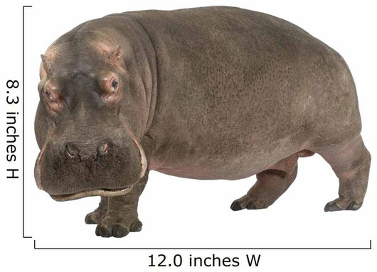 Hippopotamus - Hippopotamus amphibius ( 30 years) Wall Decal