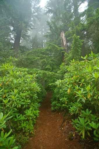 Pacific Northwest Rainforest Wall Decal Design 2