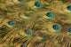 Peacock's Feather Wall Mural