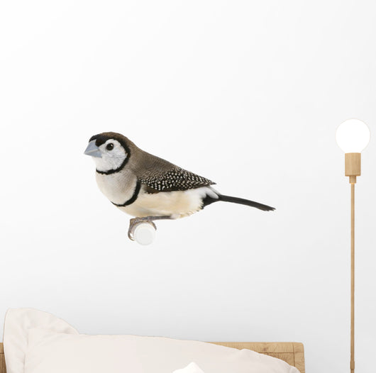 Double-barred Finch - Taeniopygia bichenovii Wall Decal