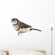 Double-barred Finch - Taeniopygia bichenovii Wall Decal