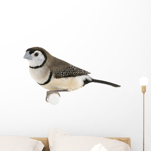 Double-barred Finch - Taeniopygia bichenovii Wall Decal