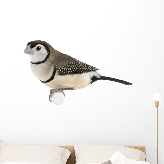 Double-barred Finch - Taeniopygia bichenovii Wall Decal