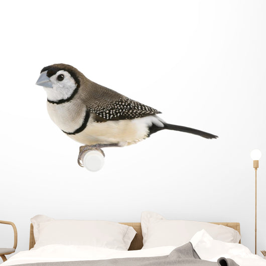 Double-barred Finch - Taeniopygia bichenovii Wall Decal