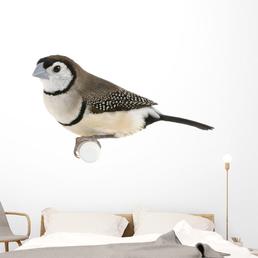 Double-barred Finch - Taeniopygia bichenovii Wall Decal