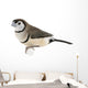 Double-barred Finch - Taeniopygia bichenovii Wall Decal