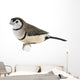 Double-barred Finch - Taeniopygia bichenovii Wall Decal