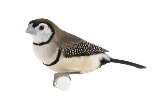 Double-barred Finch - Taeniopygia bichenovii Wall Decal