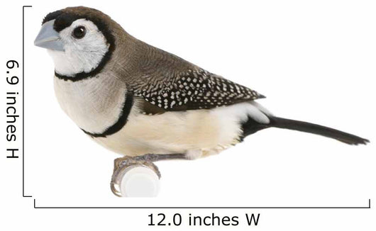 Double-barred Finch - Taeniopygia bichenovii Wall Decal