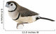 Double-barred Finch - Taeniopygia bichenovii Wall Decal