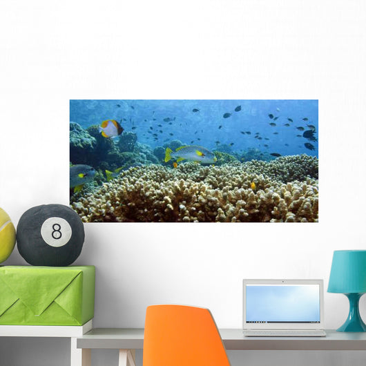 Coral Reefs Wall Decal Design 4