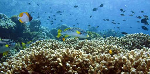 Coral Reefs Wall Decal Design 4