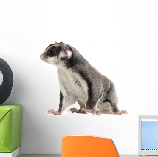 Sugar Glider Petaurus Breviceps Wall Mural
