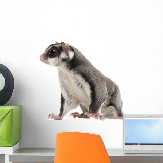 Sugar Glider Petaurus Breviceps Wall Mural