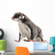 Sugar Glider Petaurus Breviceps Wall Mural
