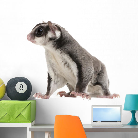 Sugar Glider Petaurus Breviceps Wall Mural