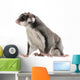 Sugar Glider Petaurus Breviceps Wall Mural