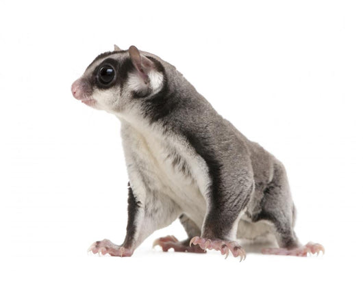 Sugar Glider Petaurus Breviceps Wall Mural