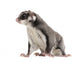 Sugar Glider Petaurus Breviceps Wall Mural