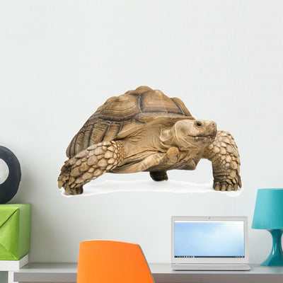 African Spurred Tortoise Wall Decal shown on a wall