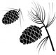 vector illustration of pinecone wood nature Wall Decal