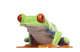 Red-eyed Tree Frog - Agalychnis callidryas Wall Decal