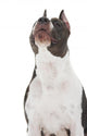 American Staffordshire Terrier Wall Decal