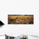 Leopard Panthera Pardus Wall Decal