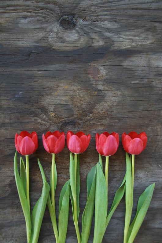 tidy tulips on a old wood background Wall Mural