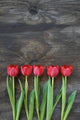 tidy tulips on a old wood background Wall Mural