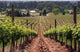 Summer Vineyard Wall Decal