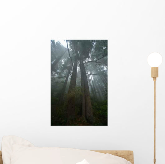 Pacific Northwest Rainforest Wall Decal Design 1