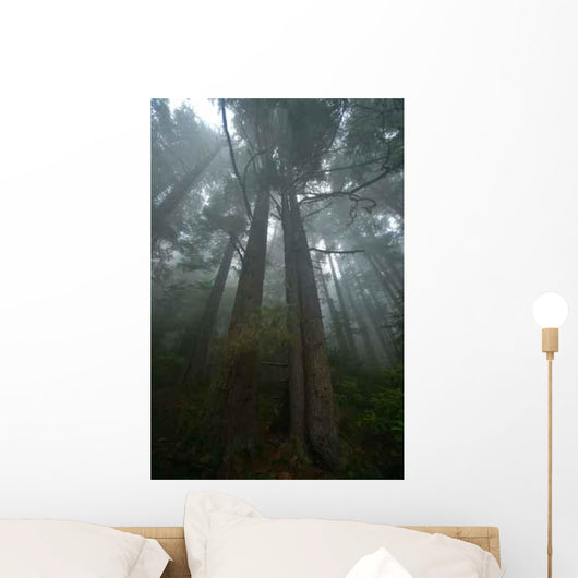 Pacific Northwest Rainforest Wall Decal Design 1